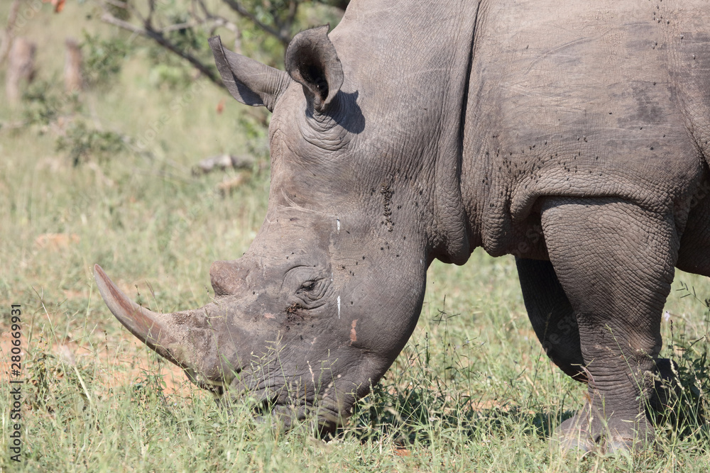 Fototapeta premium Breitmaulnashorn / Square-lipped rhinoceros / Ceratotherium Simum