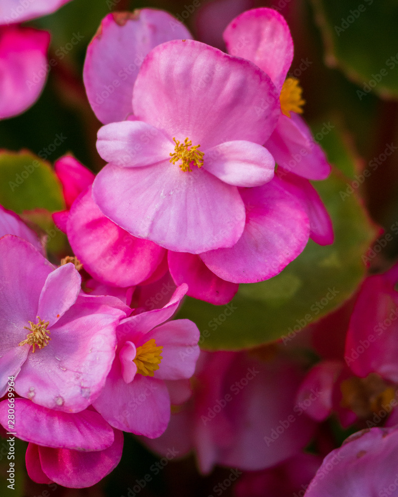 pink flower pink flower