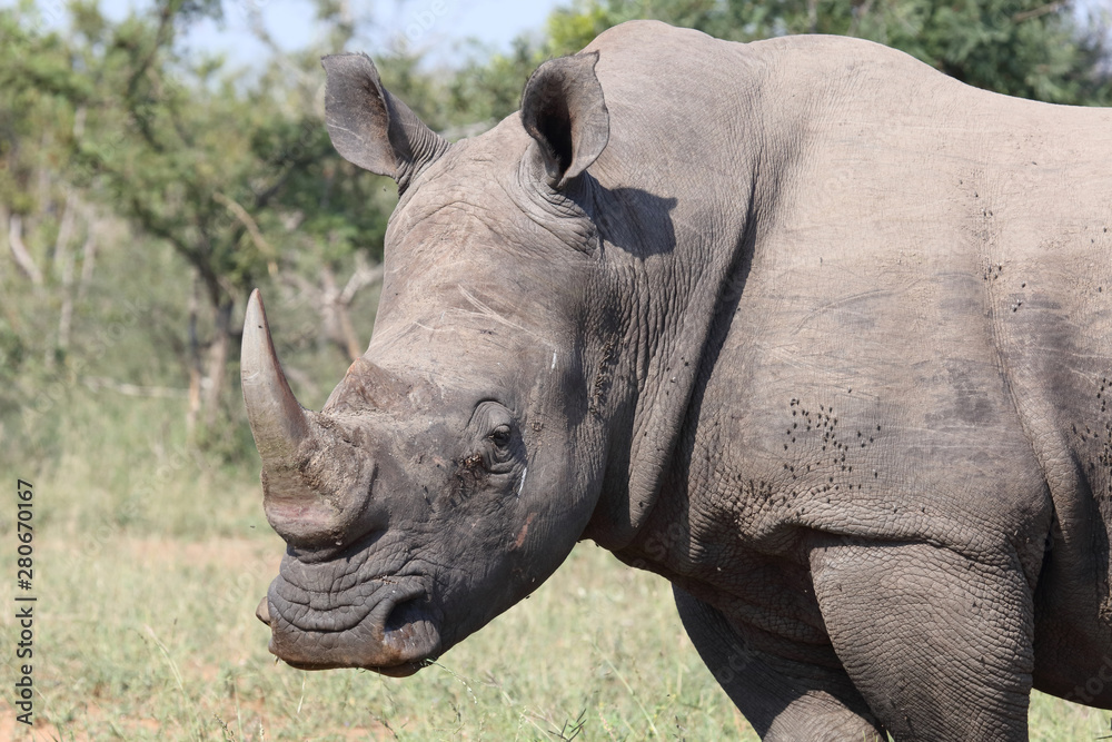 Naklejka premium Breitmaulnashorn / Square-lipped rhinoceros / Ceratotherium Simum