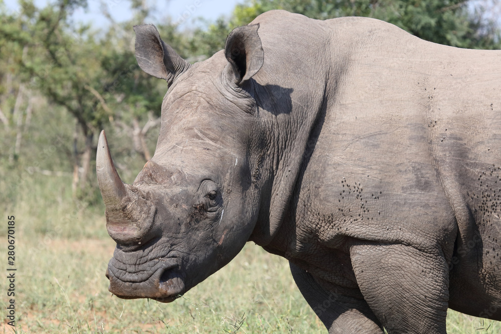 Obraz premium Breitmaulnashorn / Square-lipped rhinoceros / Ceratotherium Simum