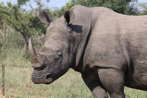 Breitmaulnashorn   Square-lipped rhinoceros   Ceratotherium Simum