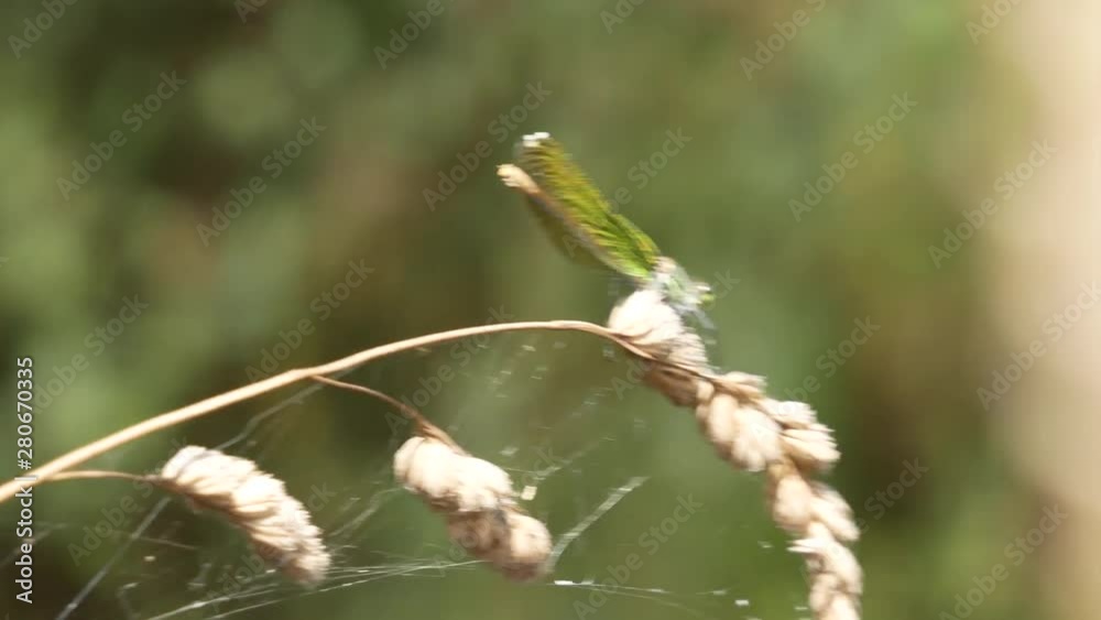 A dragonfly rests on dried grass by the river A dragonfly rests on dried grass by the river