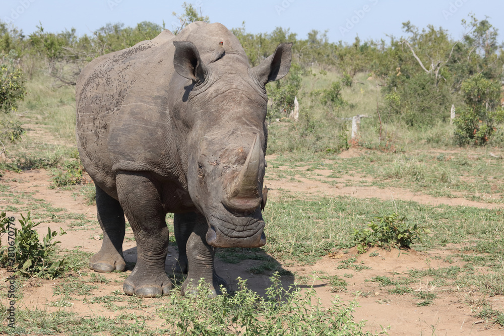 Fototapeta premium Breitmaulnashorn / Square-lipped rhinoceros / Ceratotherium Simum