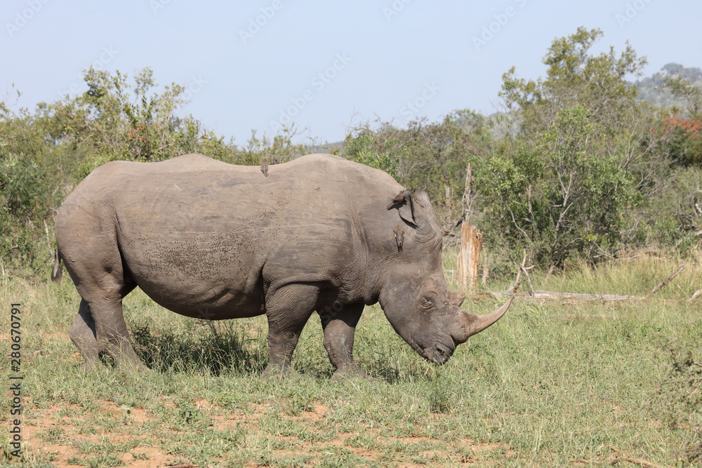 Fototapeta premium Breitmaulnashorn / Square-lipped rhinoceros / Ceratotherium Simum