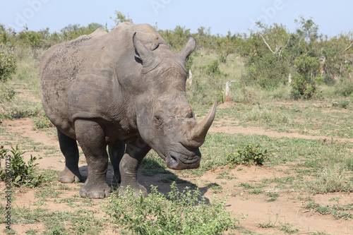 Breitmaulnashorn / Square-lipped rhinoceros / Ceratotherium Simum