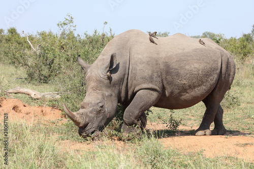 Breitmaulnashorn   Square-lipped rhinoceros   Ceratotherium Simum