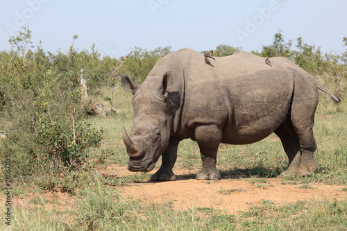 Breitmaulnashorn / Square-lipped rhinoceros / Ceratotherium Simum © Ludwig