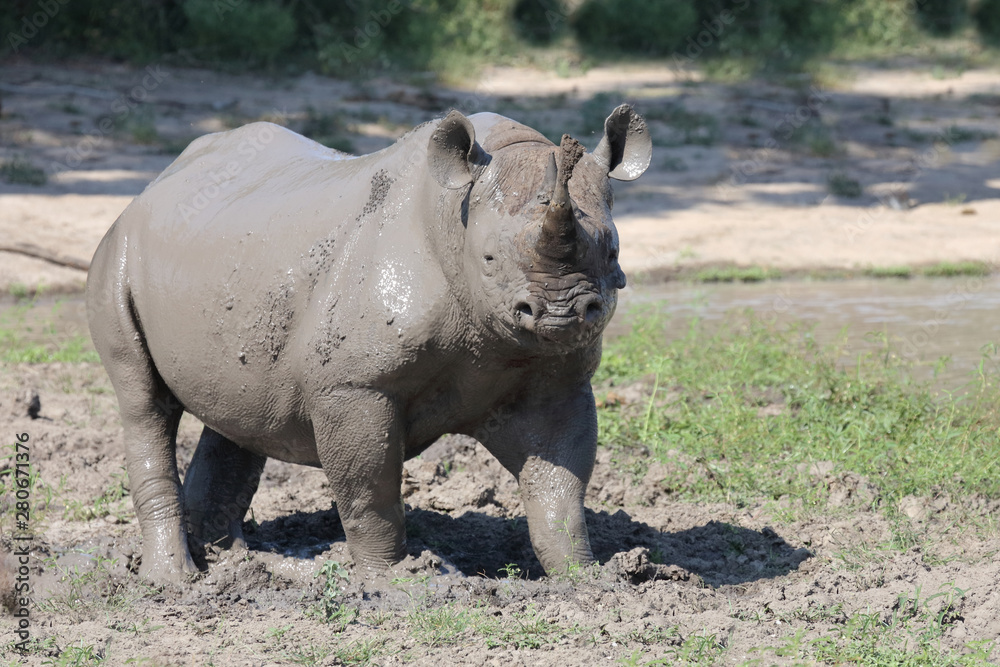 Obraz premium Spitzmaulnashorn / Hook-lipped rhinoceros / Diceros bicornis
