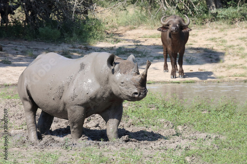 Spitzmaulnashorn / Hook-lipped rhinoceros / Diceros bicornis