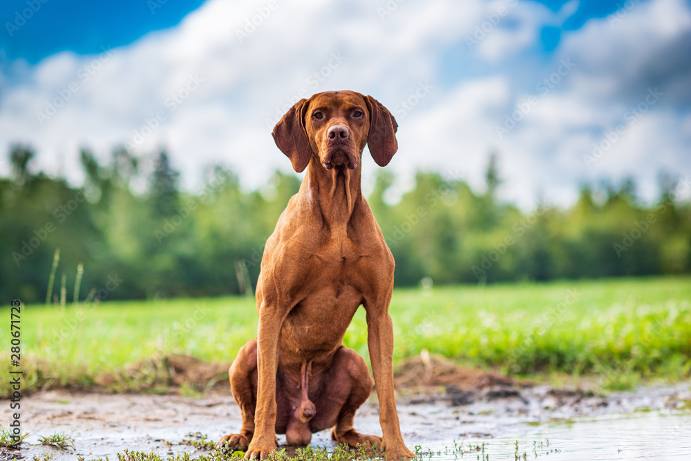Portrait of a magyar vizsla seated on its hind legs close-up.