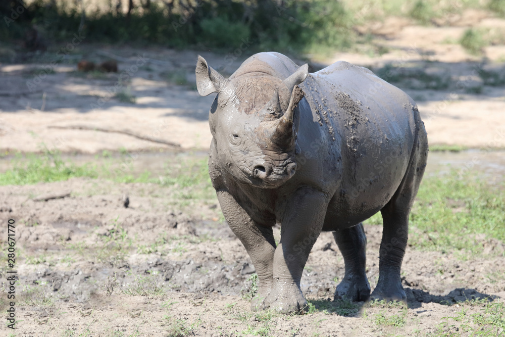 Obraz premium Spitzmaulnashorn / Hook-lipped rhinoceros / Diceros bicornis