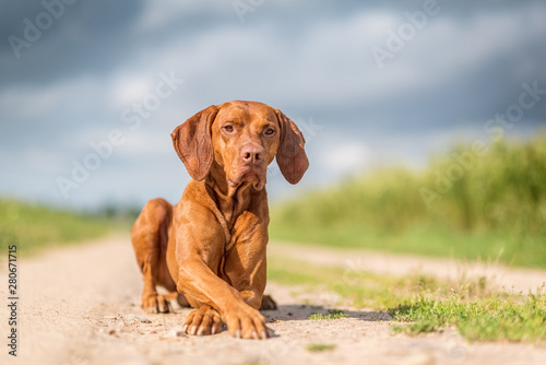 Portrait of a magyar vizsla lying on the road close up.