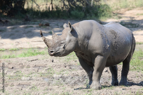 Spitzmaulnashorn / Hook-lipped rhinoceros / Diceros bicornis © Ludwig