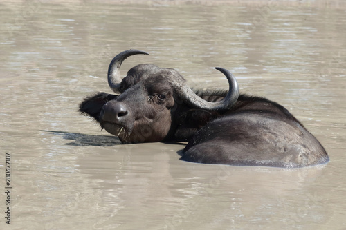 Kaffernbüffel / Buffalo / Syncerus caffer