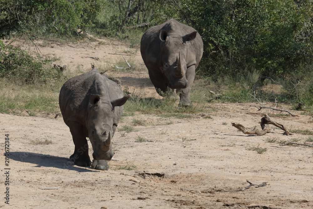 Obraz premium Breitmaulnashorn / Square-lipped rhinoceros / Ceratotherium Simum