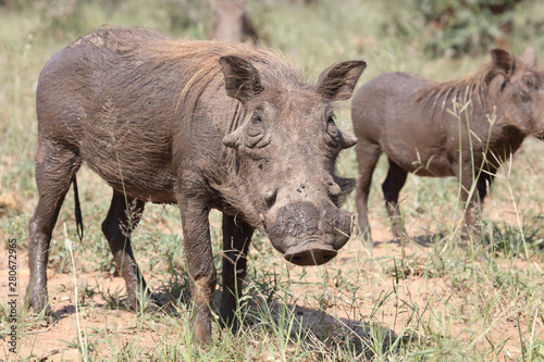 Warzenschwein   Warthog   Phacochoerus africanus