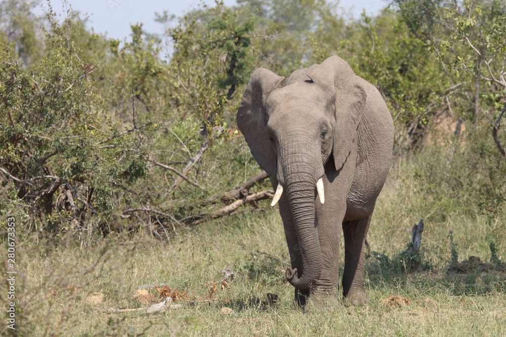Fototapeta premium Afrikanischer Elefant / African elephant / Loxodonta africana