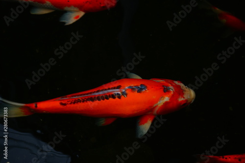 Many goldfish in a clean pond Have great enjoyment when seeing the fish © Chaisi