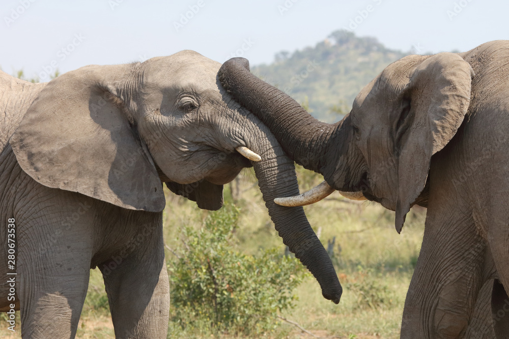 Obraz premium Afrikanischer Elefant / African elephant / Loxodonta africana.