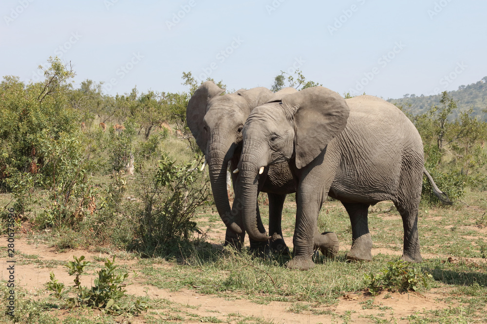 Fototapeta premium Afrikanischer Elefant / African elephant / Loxodonta africana
