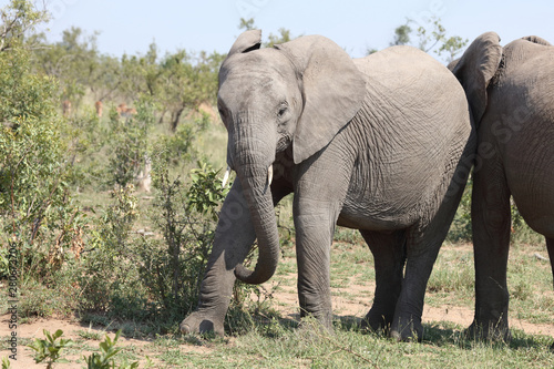 Afrikanischer Elefant / African elephant / Loxodonta africana