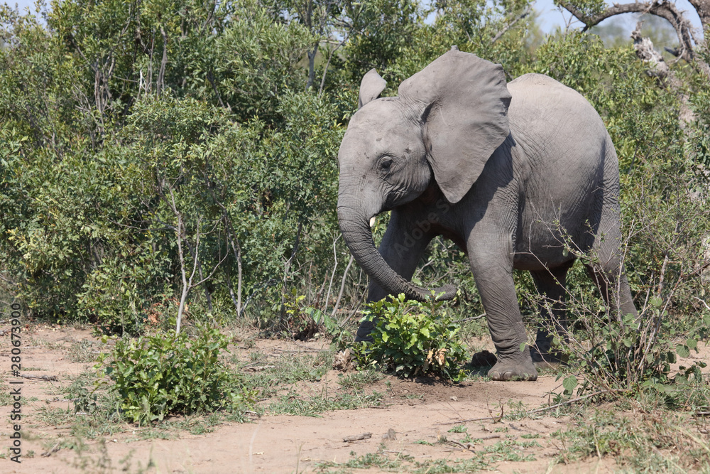 Obraz premium Afrikanischer Elefant / African elephant / Loxodonta africana