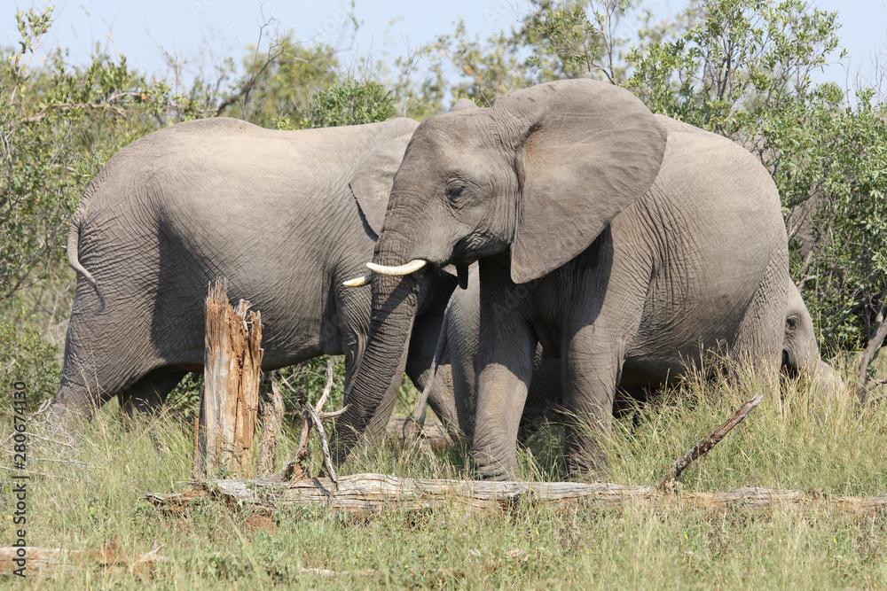 Fototapeta premium Afrikanischer Elefant / African elephant / Loxodonta africana
