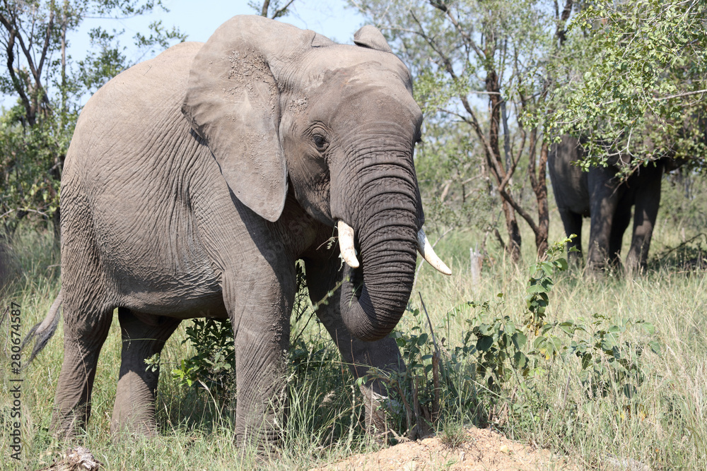 Afrikanischer Elefant / African elephant / Loxodonta africana Afrikanischer Elefant / African elephant / Loxodonta africana