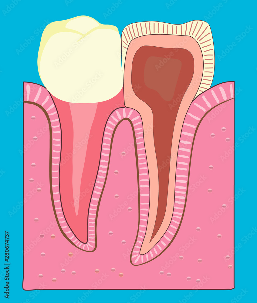 Poster cross-section of a human tooth. Medicine, dentistry .Illustration Poster cross-section of a human tooth. Medicine, dentistry .Illustration