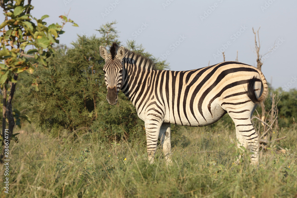 Obraz premium Steppenzebra / Burchell's zebra / Equus burchellii