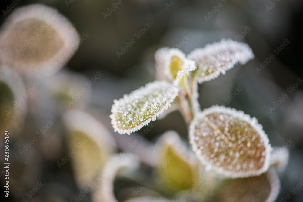 Wild plants under winter ice and snow Wild plants under winter ice and snow