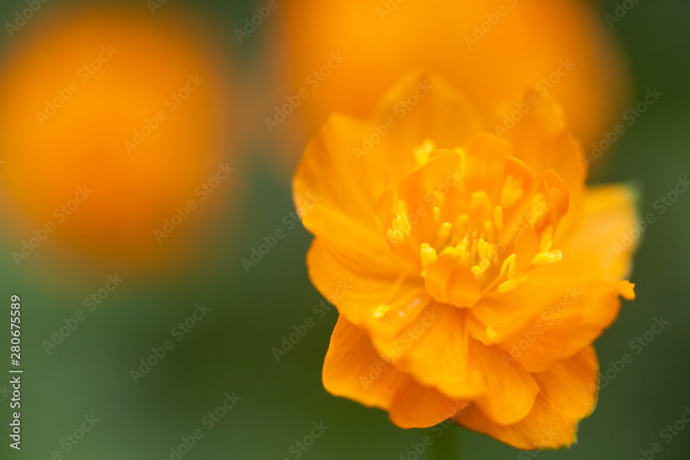 Blooming flower of intense orange-red colour (Trollius asiaticus) in the forest on a blurry orange background Blooming flower of intense orange-red colour (Trollius asiaticus) in the forest on a blurry orange background