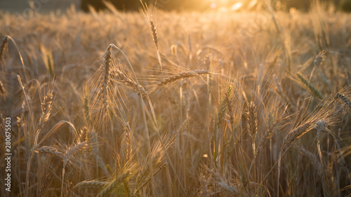 Beautiful view of gold wheat crop flied landscape in Spain