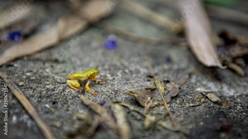 Tiny baby frog rest on edge of pond. Asian Taipei Hyla Chinensis tadpole sitting