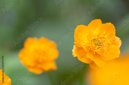 Blooming flower of intense orange-red colour  Trollius asiaticus  in the forest on a blurry green background