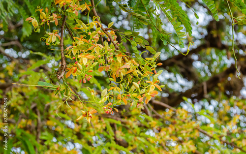 Tamarind Flowers photo