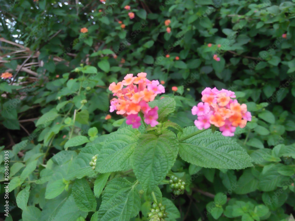 flowers in the garden flowers in the garden
