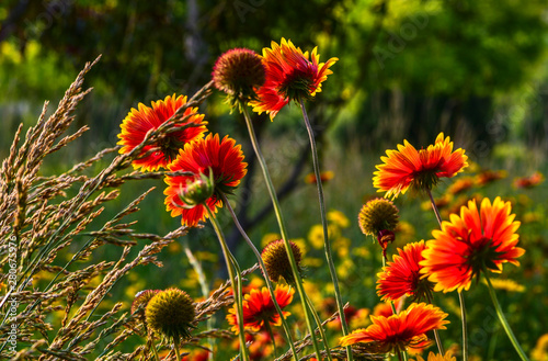 Beautiful flowers in the wild