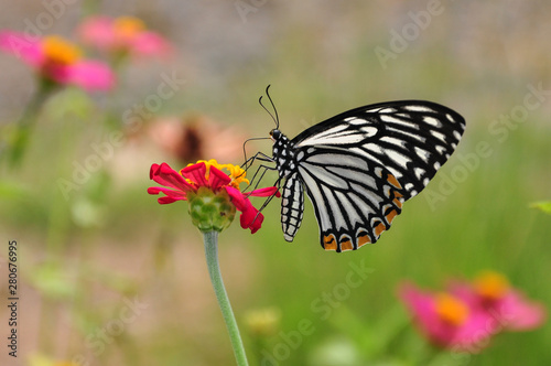 Butterfly on Flowers © Chichi