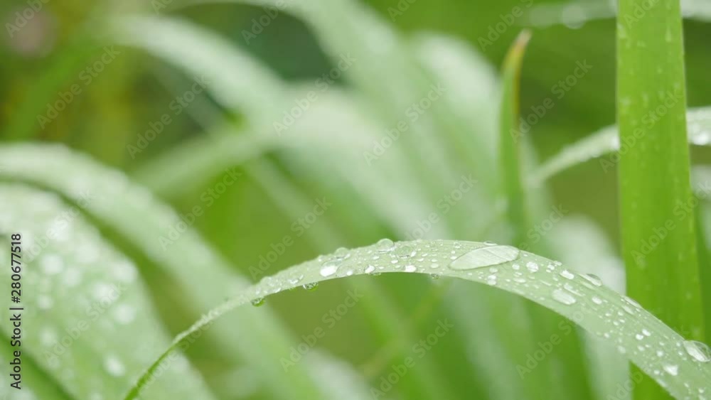 Dew drops on grass. Raindrops on the green grass. after the rain. Few drops of rain fall on the grass Dew drops on grass. Raindrops on the green grass. after the rain. Few drops of rain fall on the grass
