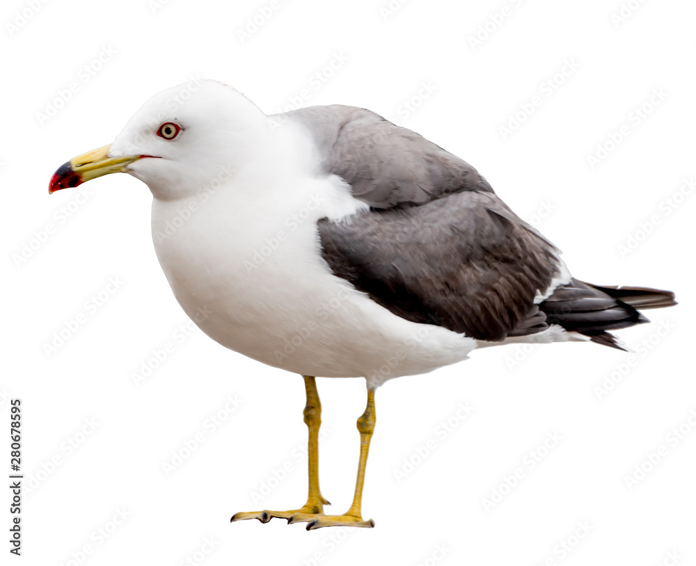 Seagull bird. Close-up view. Isolated on white. Seagull bird. Close-up view. Isolated on white.