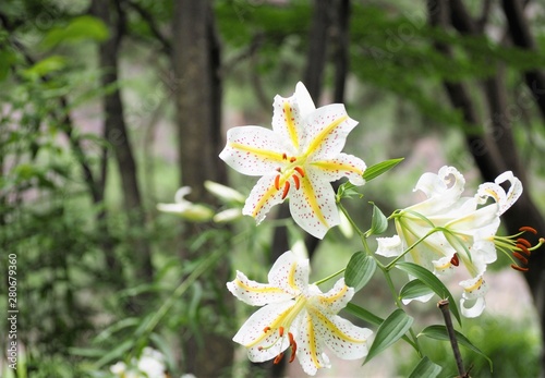 Fototapeta Naklejka Na Ścianę i Meble -  Lilium auratum flowers in early summer