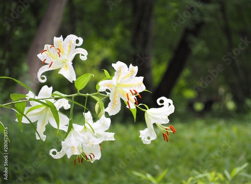 Lilium auratum flowers in early summer photo