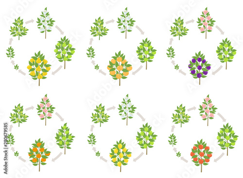 Fruit tree round growth stages set. Apple, peach and lemon mandarin. Plum and cherry. Vector illustration. Fruit Orchard trees plant harvest. life cycle development animation progression.