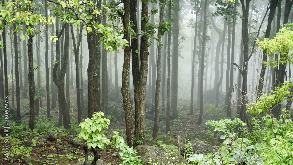 Fototapeta premium Fog tree 