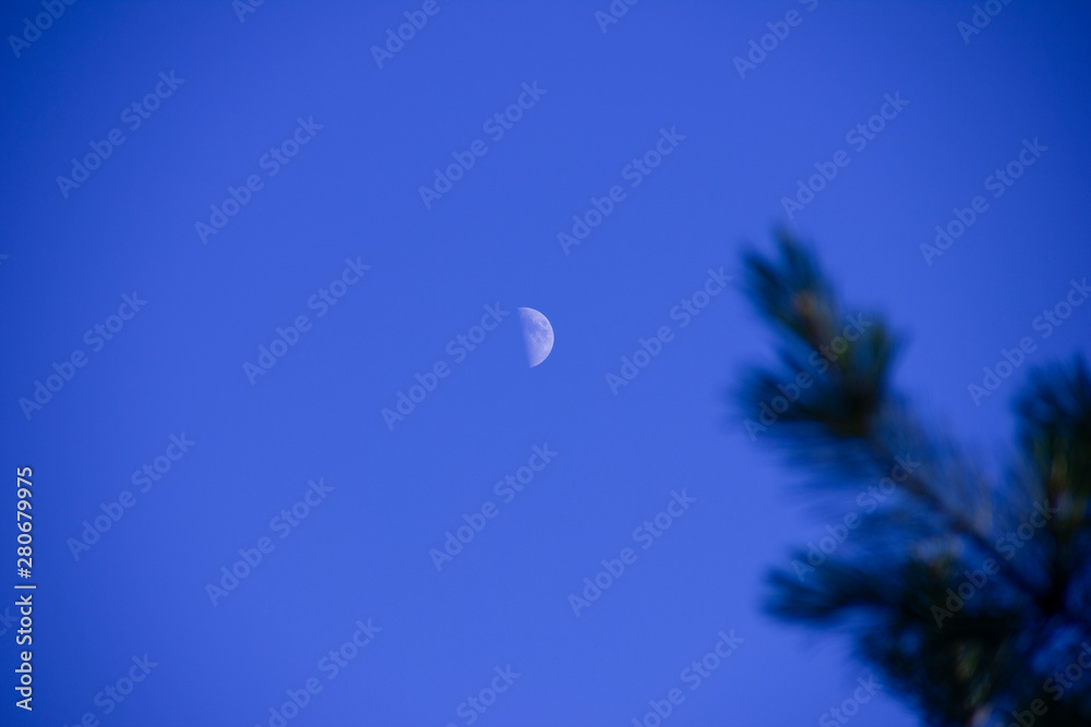 the moon on the blue sky. The moon can be seen through the branches of the pine. the moon on the blue sky. The moon can be seen through the branches of the pine.