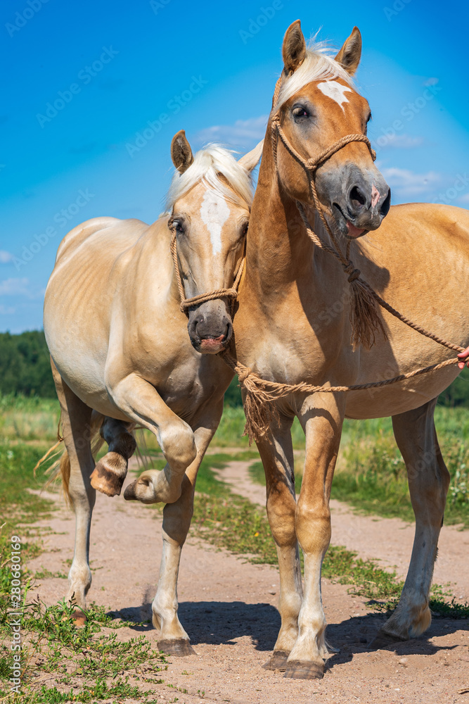 A pair of friendly horses on the field close-up. A pair of friendly horses on the field close-up.
