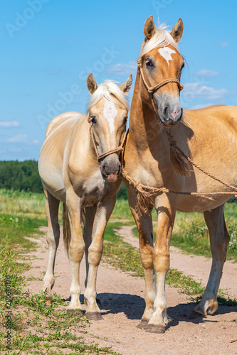 A pair of friendly horses on the field close-up.