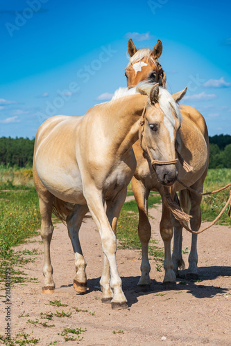 A pair of friendly horses on the field close-up. © shymar27