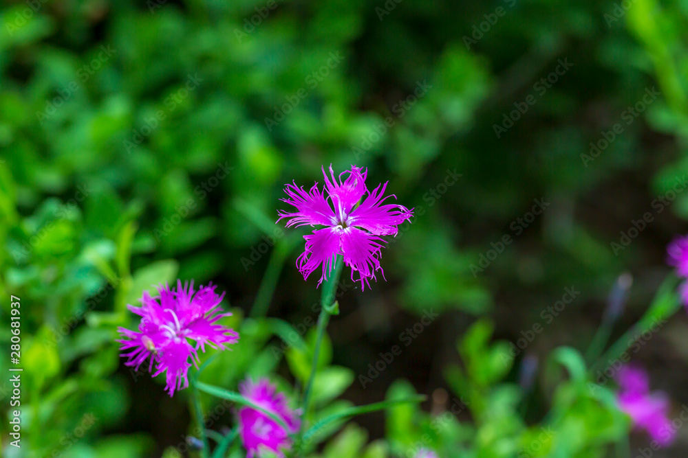 Fototapeta premium Wild pink flower on the meadow